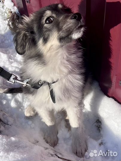 Малышка щенок в добрые руки