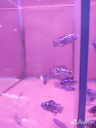 Скалярия параиба