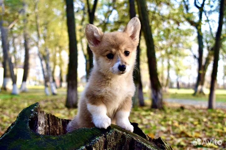 Элитные малыши