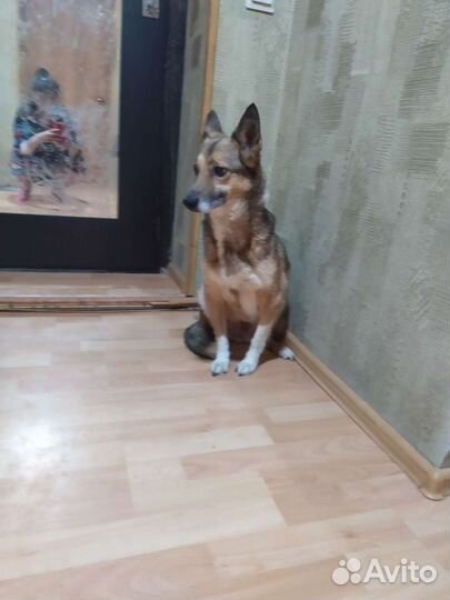 Небольшая собачка для души в квартиру бесплатно