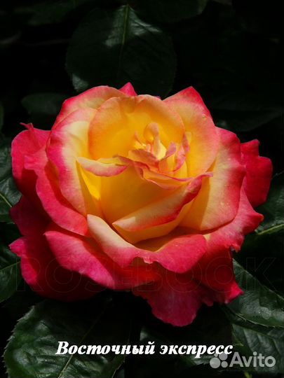 Саженцы чайно-гибридных роз