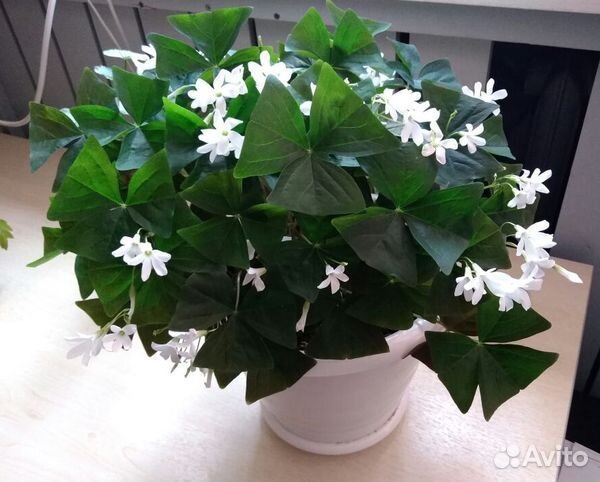 Комнатные цветы