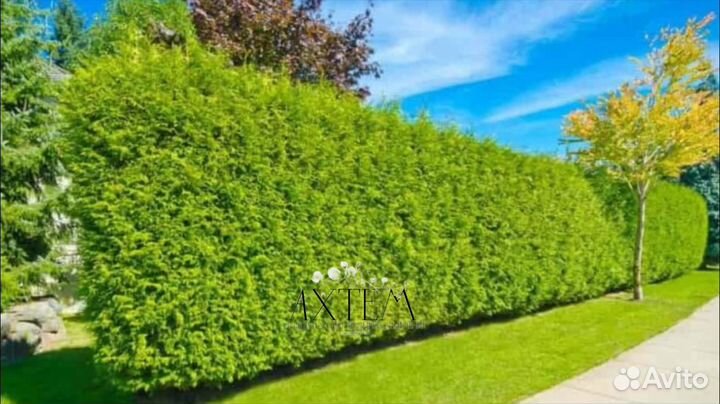 Туя западная «Брабант» (Thuja «Brabant»)