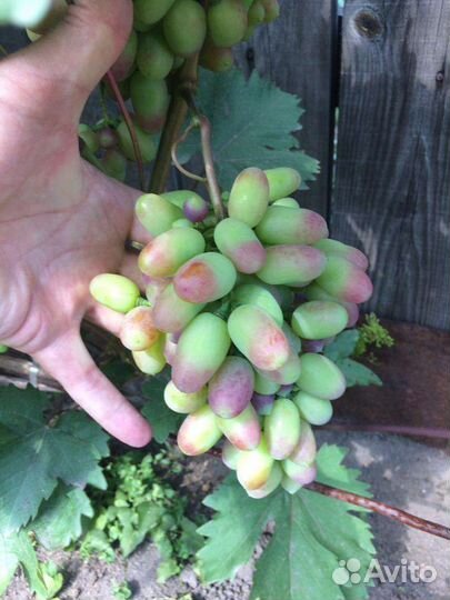 Саженцы винограда