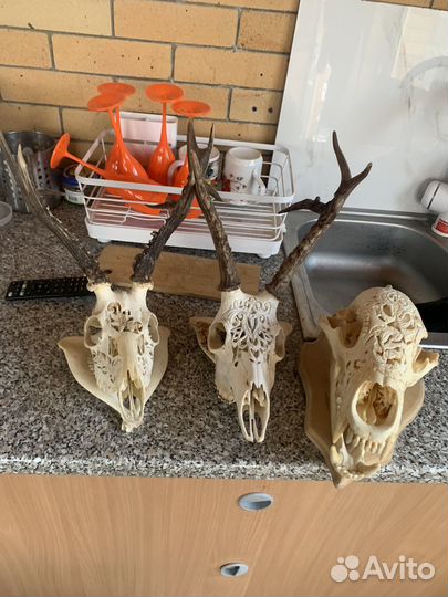 Череп касули и волк