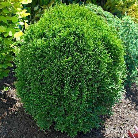 Туя шаровидная