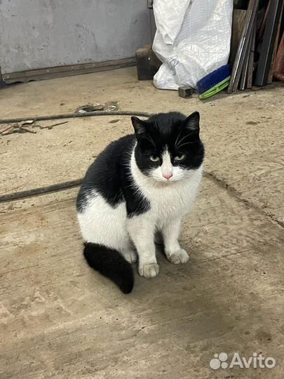 Кошка стерилизованная 2 года