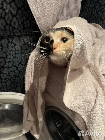 Отдам бесплатно умную кошечку