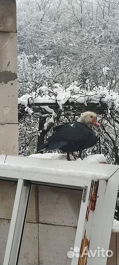 Индоутки