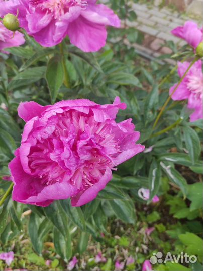 Пион Эдулис Суперба