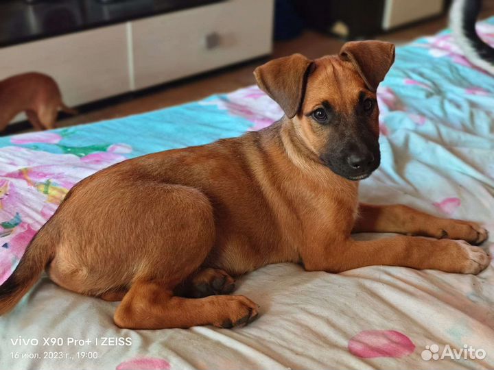 Щенок мальчик