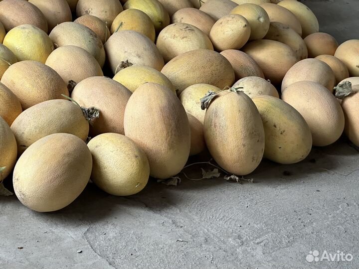 Дыня оптом Ставропольский край