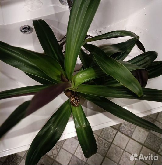 Ладья Моисея или Рео