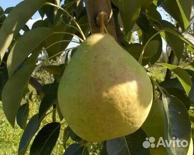 Курганские саженцы яблони, груши