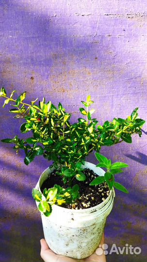 Бересклет Форчун