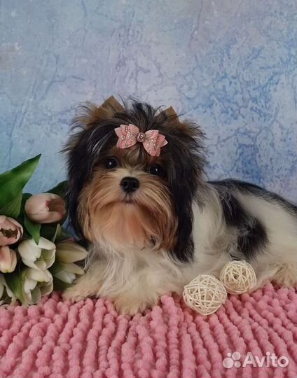 Очень красивая девочка стандартного размера