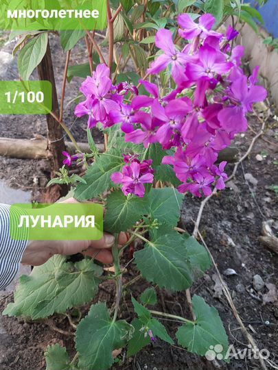 Многолетние растения почвопокровные