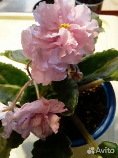 Сортовые фиалки