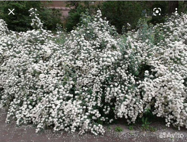 Саженцы снежноягодника и абрикоса