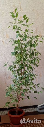 Фикус бенджамина