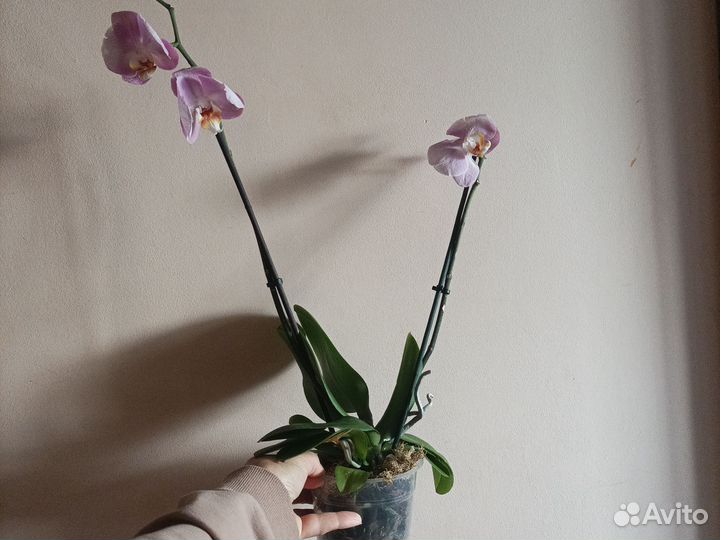Орхидея