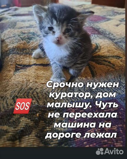 Котенок ищет дом или передержку