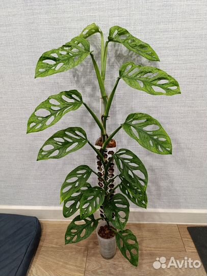 Монстера адансона вариегатная минт взрослая