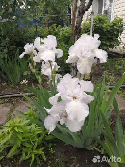 Сортовые ирисы многолетники