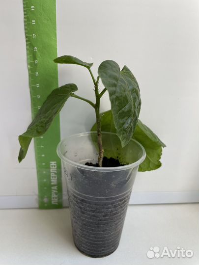 Гибискус Midnight Serenade