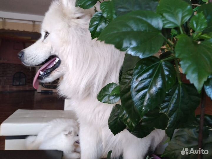 Самоед вязка питомник Северное Сияние 