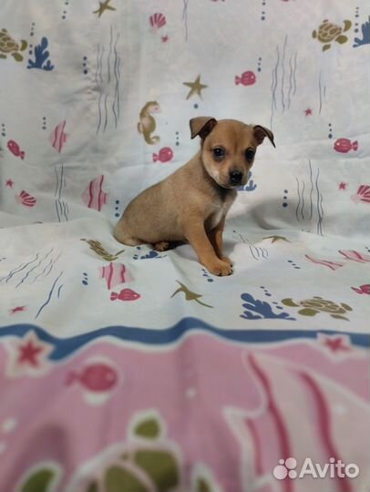 Карликовый пинчер