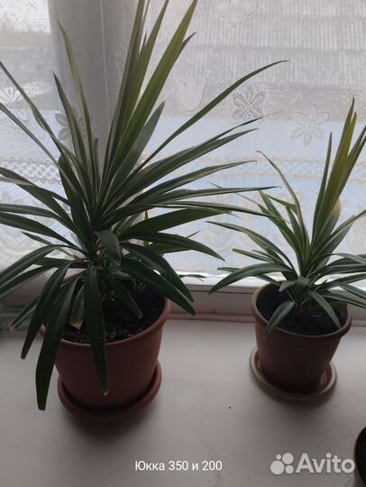 Фикус бенджамина пестролистный