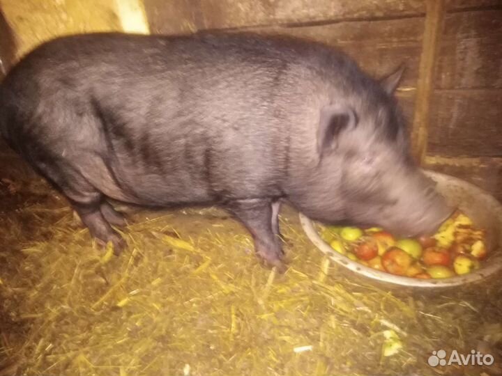 Вьетнамский вислобрюхий хряк