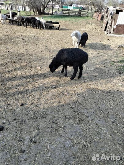 Овцы бараны