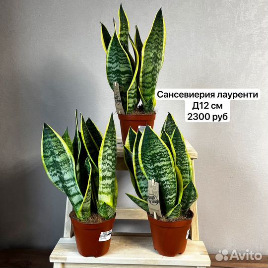 Сансевиерия лауренти