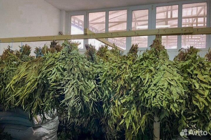 Эвкалипт С О Ч И