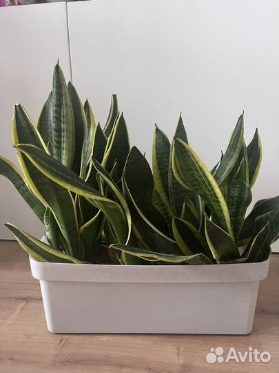 Сансевиерия лауренти 25 см трехполосная