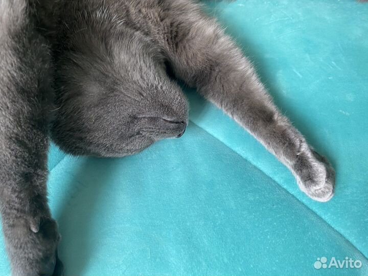 Кот русско голубой (агро), мальчик