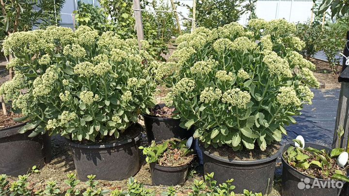 Очиток видный