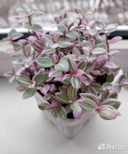 Традесканции разные