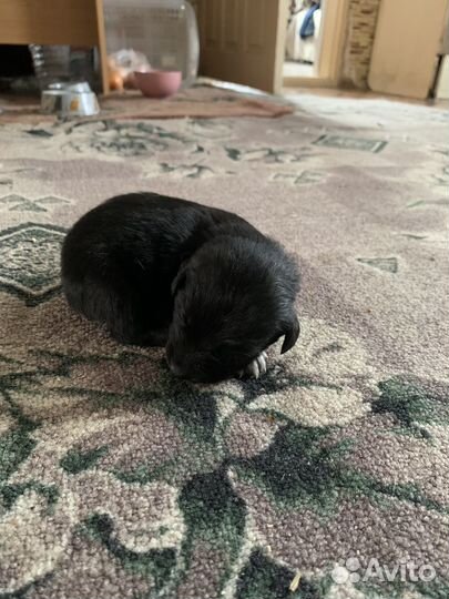 Отдам щенка в добрые руки