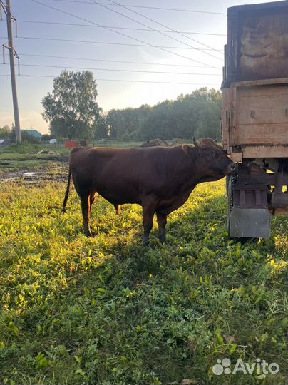 Быки и телки