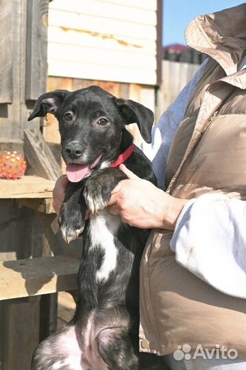 Щенки стаффорда