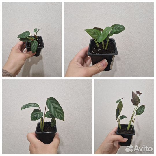 Растения