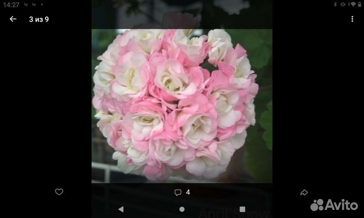 Комнатные цветы продам