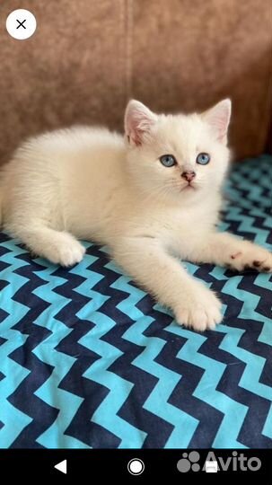 Шотландская