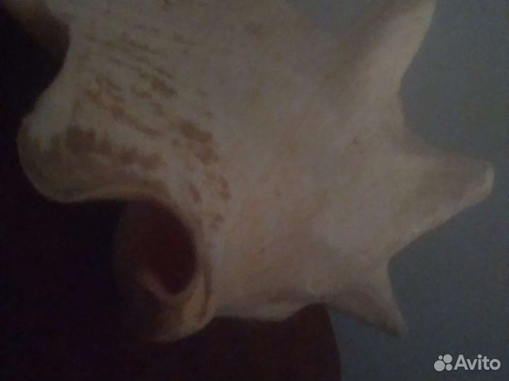 Ракушка Раковина морская