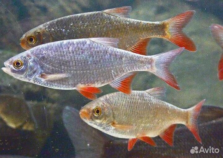 Живец сорога