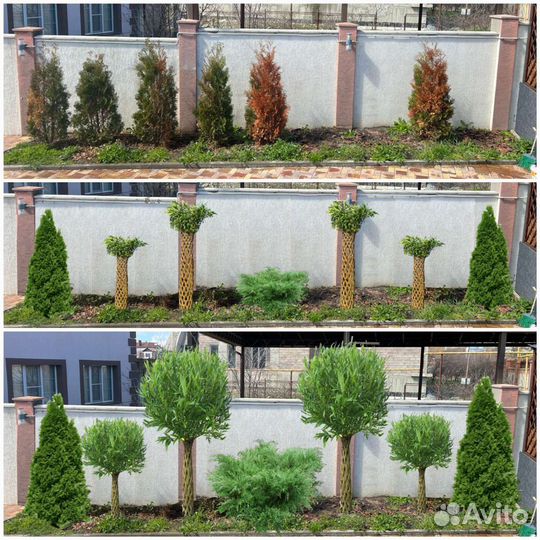 Плетёная ива / русская пальма/живая изгородь