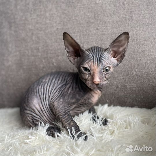 Сфинкс котята